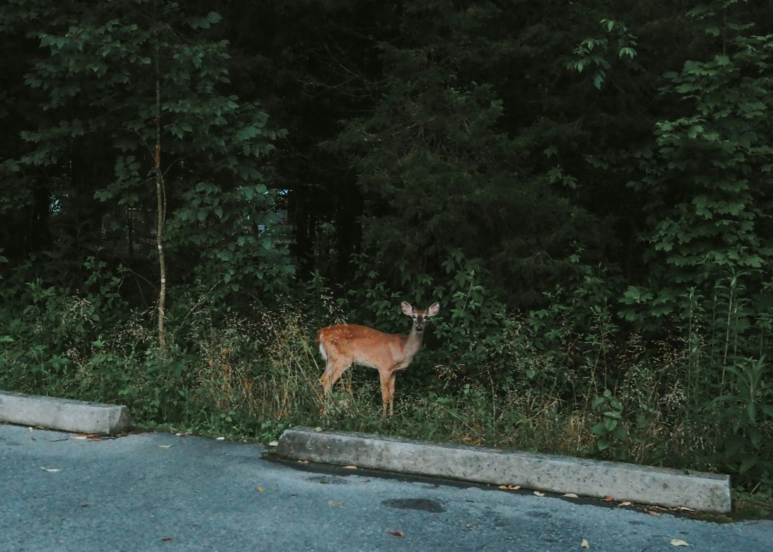 Wildlife Photography Tips for National Park Visitors